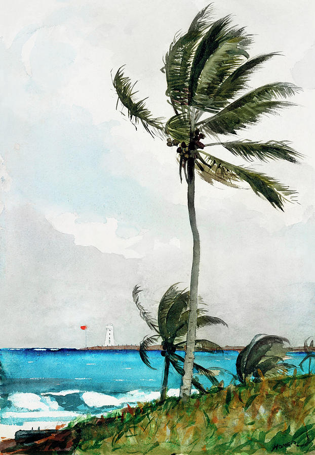 Winslow Homer Painting - Palm Tree, Nassau #4 by Winslow Homer