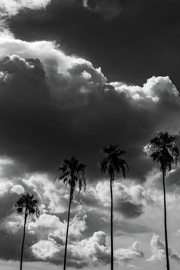 4 Palm trees BW Photograph by Marian Tagliarino