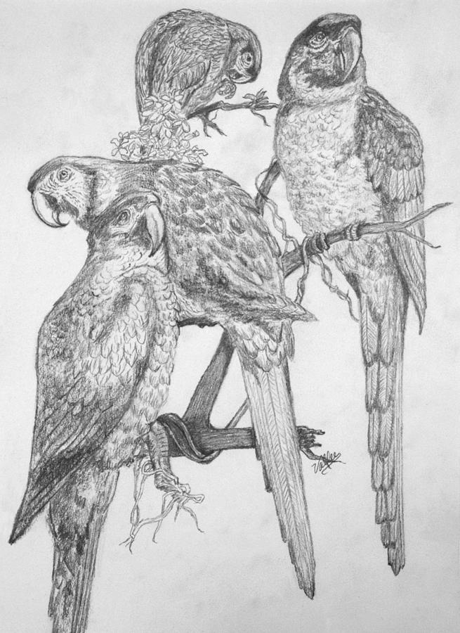 4 Parrots Drawing by Vallee Johnson