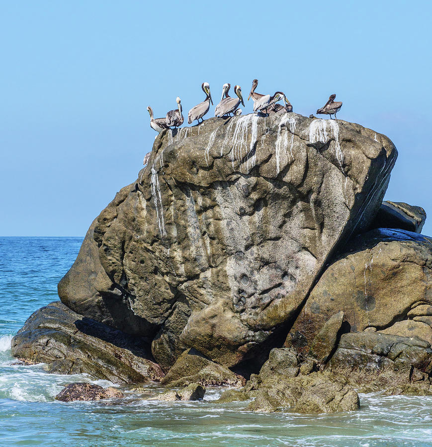 Pelicans on a rock. #4 Photograph by Rob Huntley
