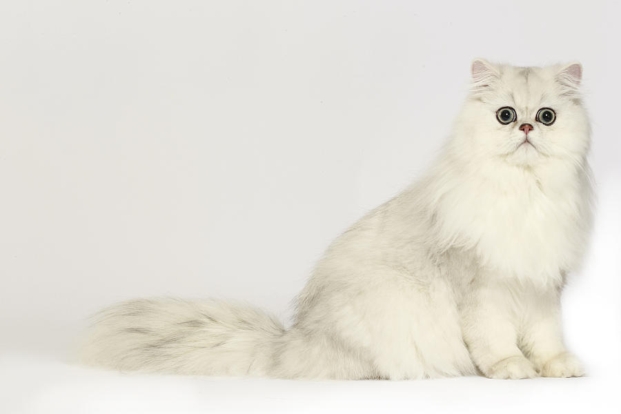 Persian cat #4 Photograph by Agency Animal Picture