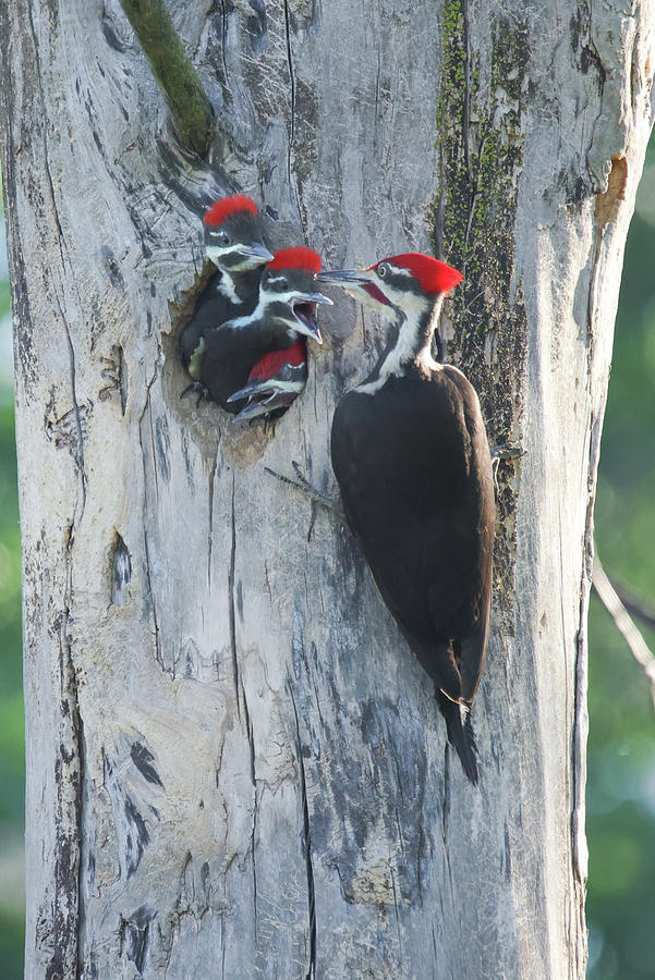 Pileated Woodpecker Family #4 Photograph by Brook Burling