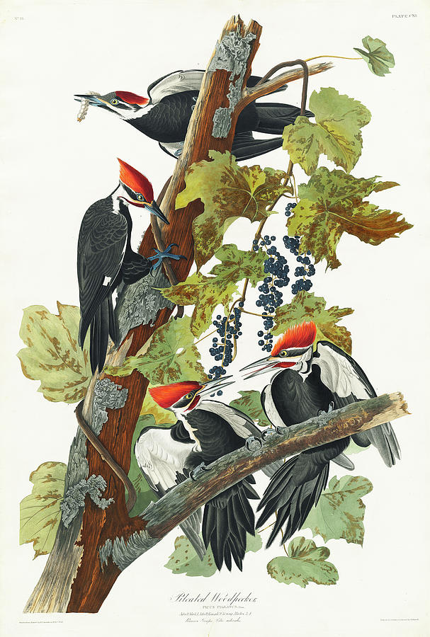 Audubon Birds Drawing - Pileated Woodpecker #4 by John James Audubon