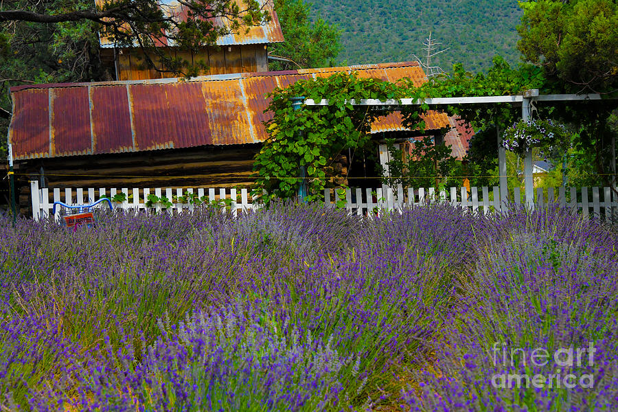 Pine Creek Canyon Lavender Farm #4 Digital Art by Tammy Keyes