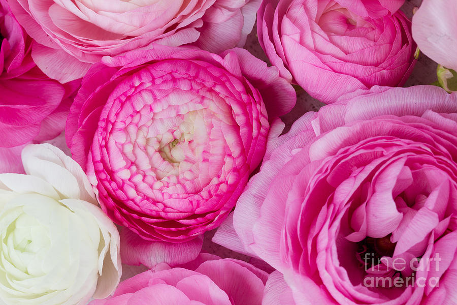 Pink and white ranunculus flowers #4 Photograph by Boon Mee