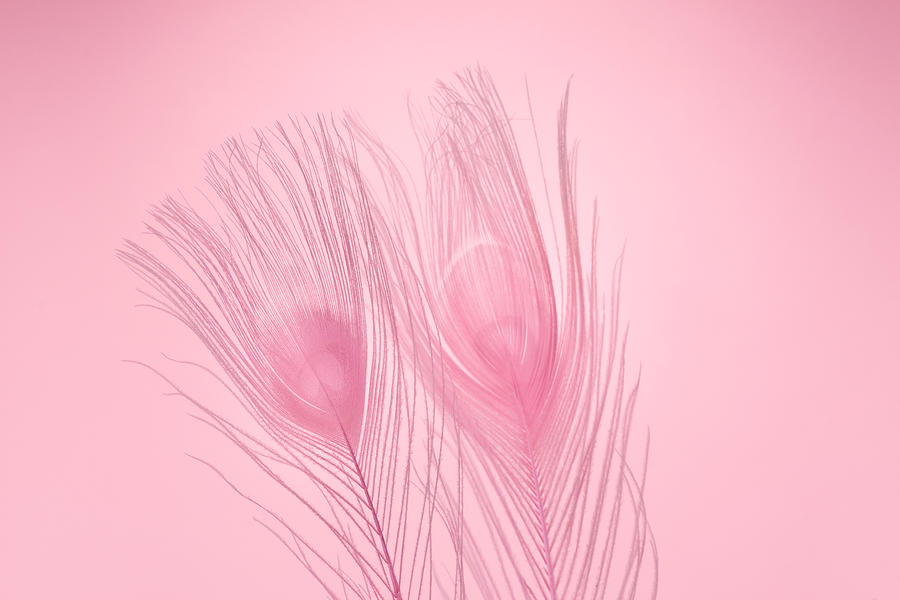 Pink Feather #4 Photograph by MirageC