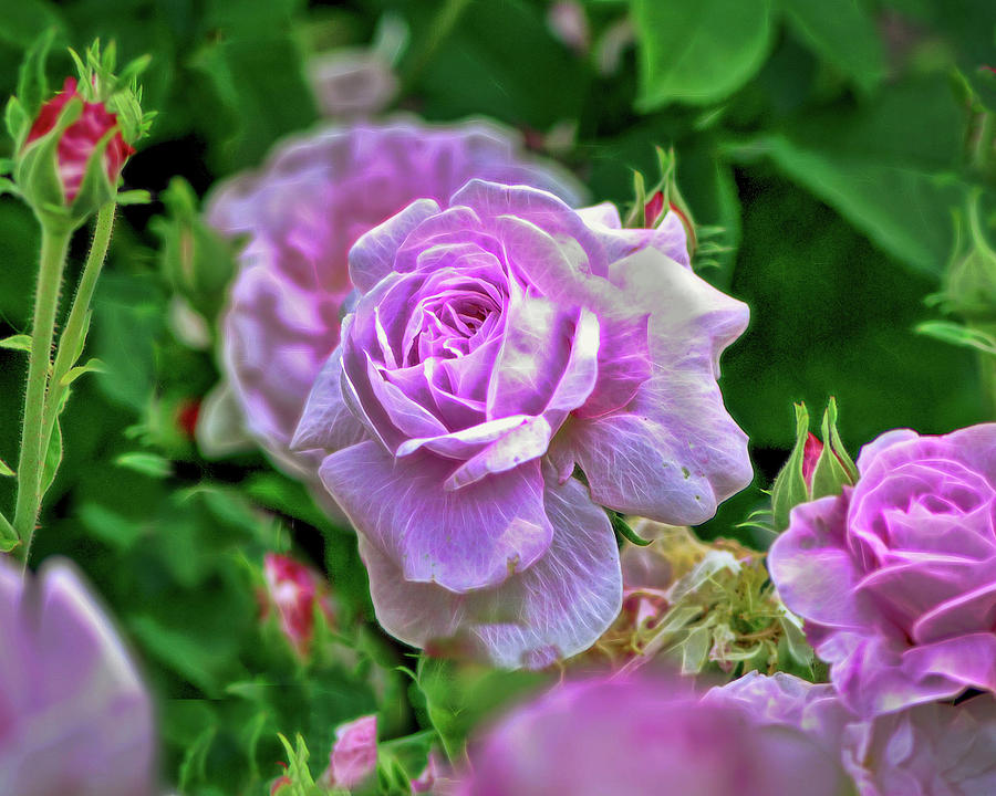 Pink Rose at Botanical Gardens #5 Photograph by Cordia Murphy