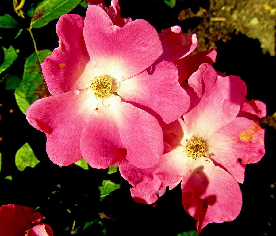 Pink Roses #4 Photograph by Stephanie Moore