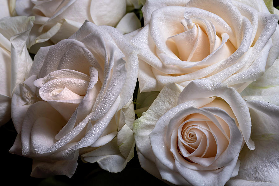 Pink Roses with Dew Photograph by Chic Gallery Prints From Karen ...