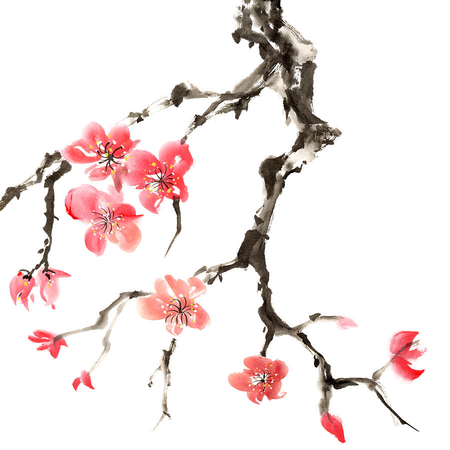 Plum Blossom Drawing by VII-photo