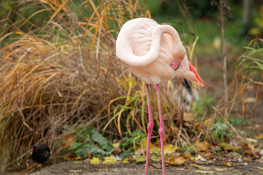 Portrait of a Greater Flamingo in a zoo Photograph by Stefan Rotter ...