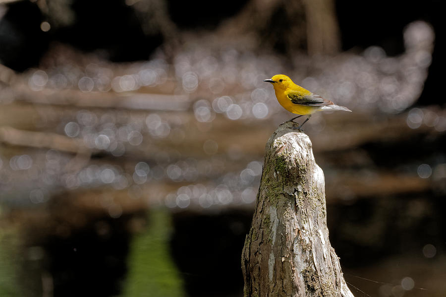 Prothonotary Warbler #4 Photograph by Colin Hocking