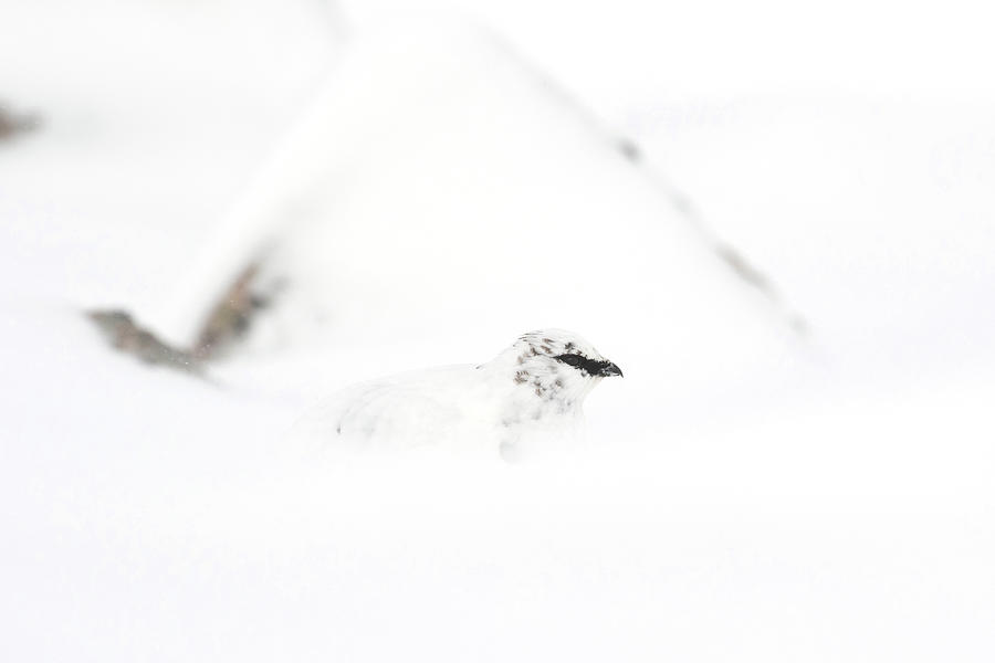 Ptarmigan In Snow #4 Photograph by Pete Walkden