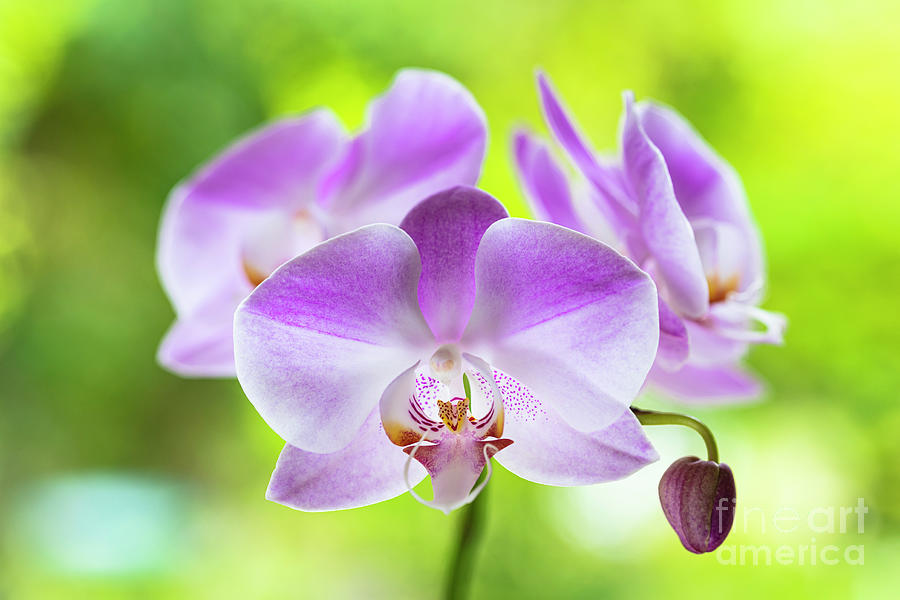 Purple Orchid Flowers #4 Photograph by Raul Rodriguez