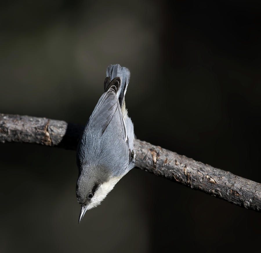 Pygmy nuthatch #5 Photograph by Selena Ross - Fine Art America