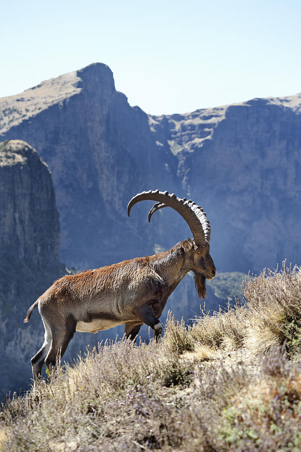 Rare wildlife shot of a Walia Ibex, Simien Mountains, Ethiopia #4 Photograph by Guenterguni