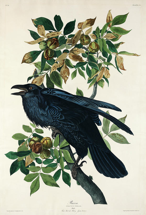 Audubon Birds Drawing - Raven #4 by John James Audubon