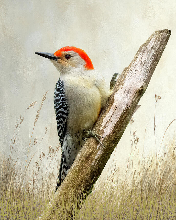 Red Bellied Woodpecker #4 Photograph by Cathy Kovarik Red Bellied Woodpecker #4 Photograph by Cathy Kovarik