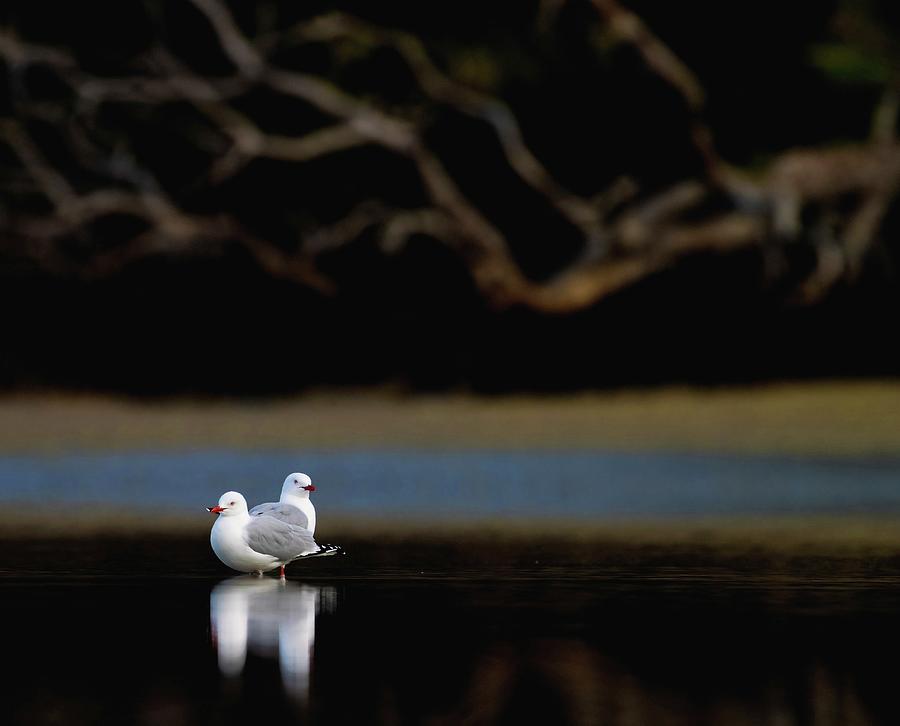 Red billed gull / Tarapunga Photograph by Mark Camilleri - Fine Art America