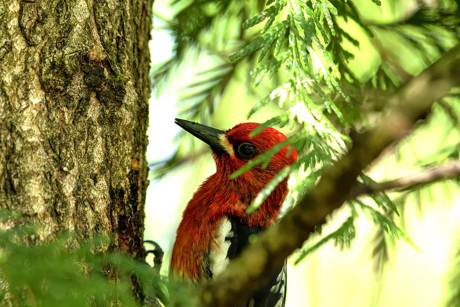 Red-Breasted Sap Sucker Photograph by Timothy Anable - Fine Art America