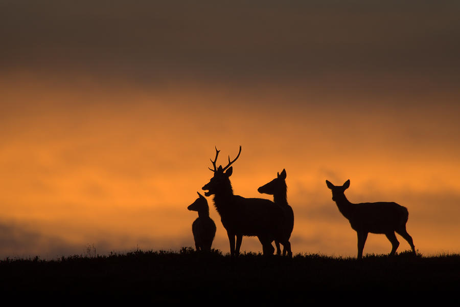 Red Deer #4 Photograph by Gavin MacRae