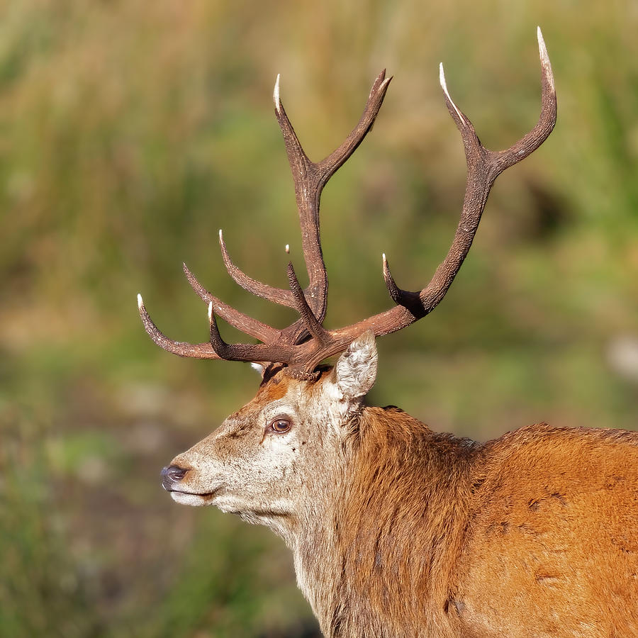 Red Deer Stag with Antlers Photograph by Derek Beattie - Pixels