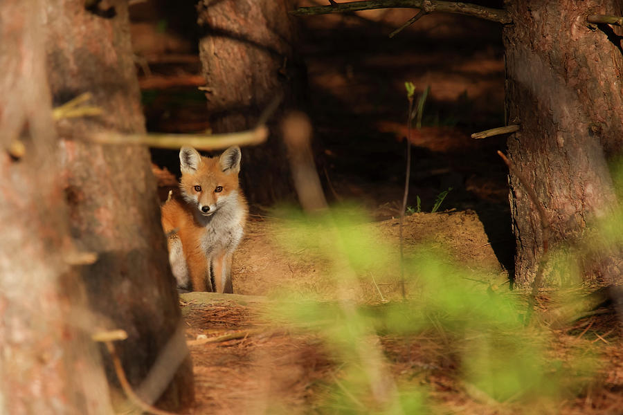 Red Fox #5 Photograph by Brook Burling