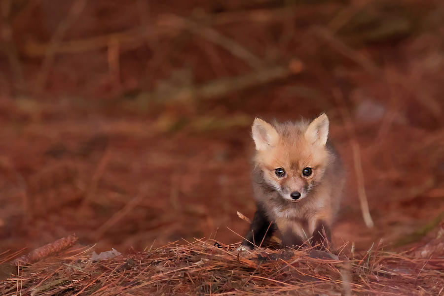 Red Fox Kit #4 Photograph by Brook Burling