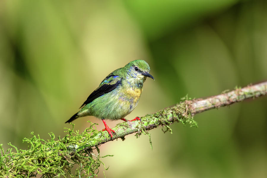 Red-legged honeycreeper female, La Fortuna, Costa Rica Photograph by ...