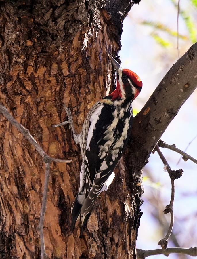 Red-naped Sapsucker #4 Photograph by Dennis Boyd