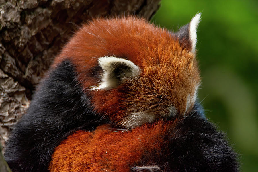 Red Panda #4 Photograph by Kuni Photography