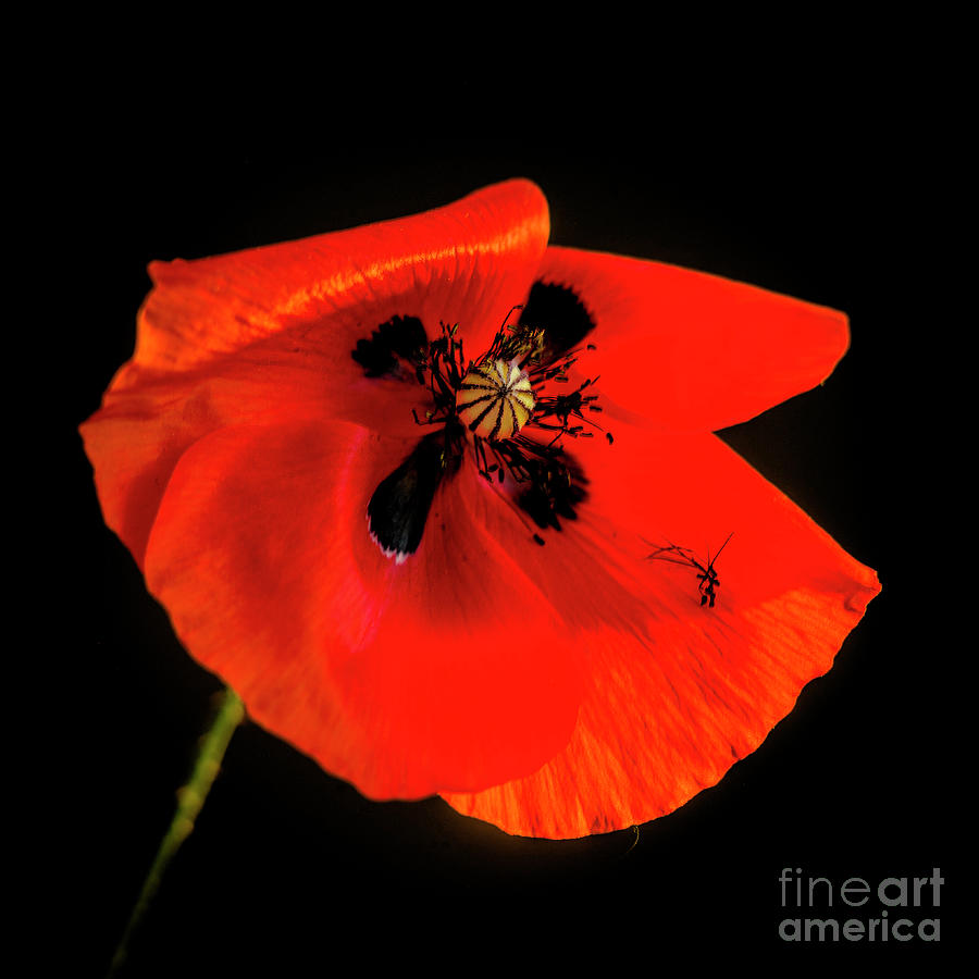Poppy Photograph - Red poppy #4 by Bernard Jaubert