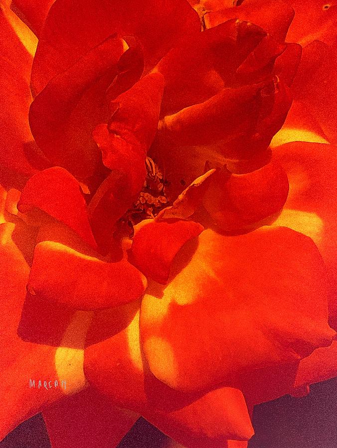 Red Rose  #4 Digital Art by Mariam Bazzi