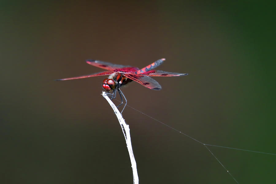 Red Saddlebag Dragonfly #4 Photograph by Brook Burling