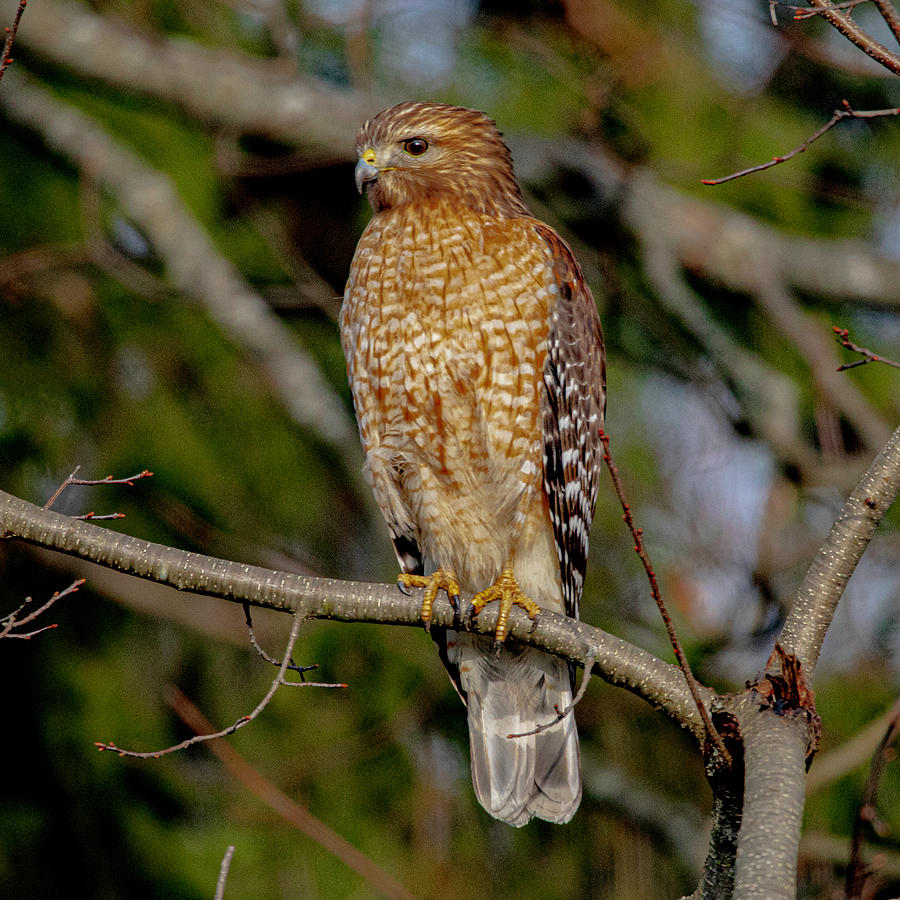 Red Shoulder Hawk Photograph by Dennis Bean - Fine Art America