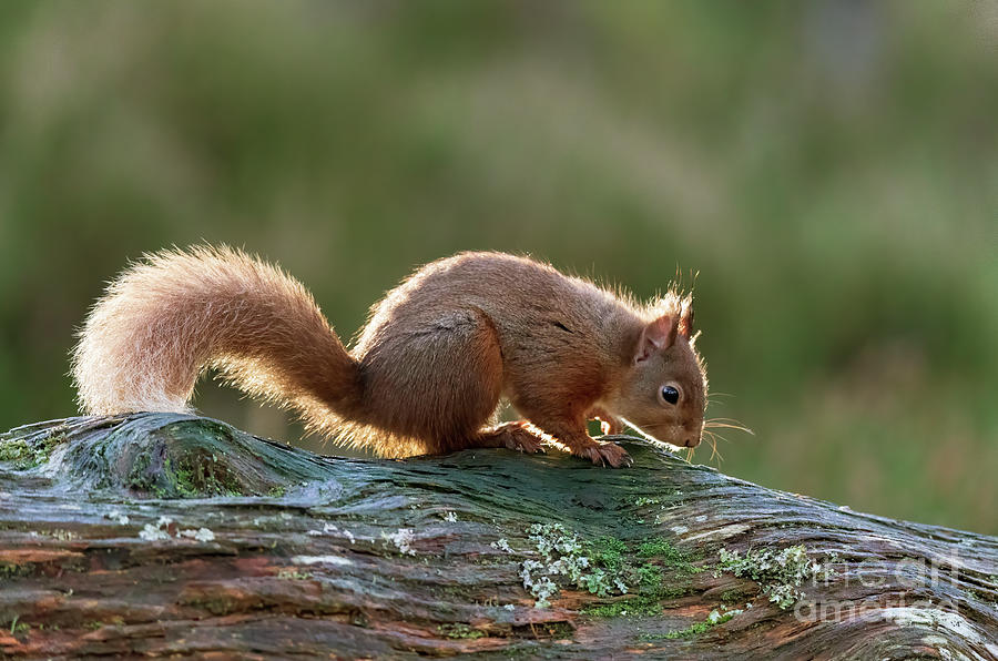 Red squirrel, Sciurus vulgaris #4 Photograph by Louise Heusinkveld