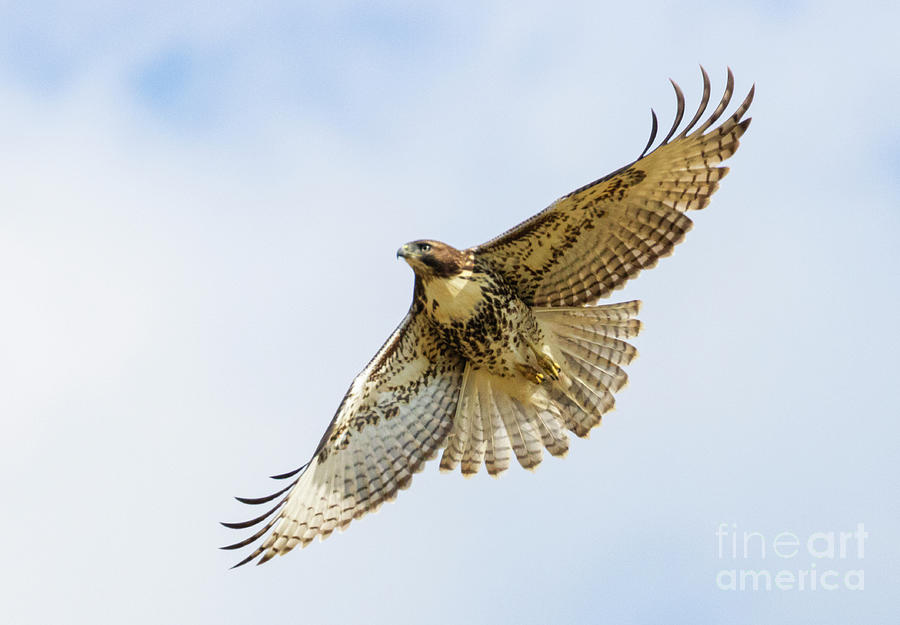 Red-tailed Hawk in Flight #4 Photograph by Steven Krull