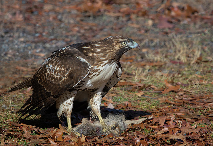 Red Tailed Hawk #4 Photograph by Rick Mosher