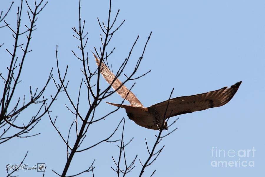Red-Tailed Hawk Takes Flight #4 Photograph by J McCombie