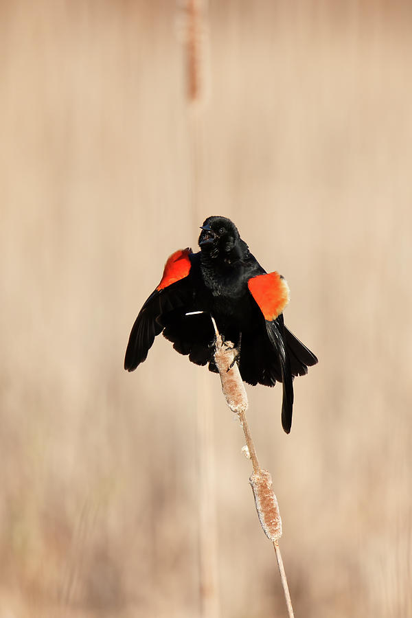 Red Winged Blackbird #4 Photograph by Brook Burling