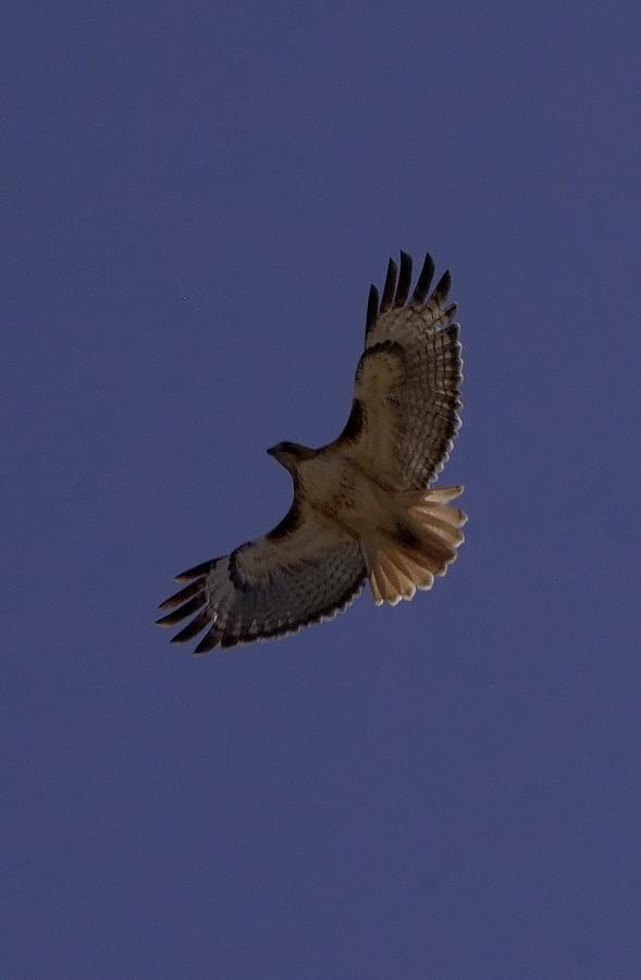 Redtail Hawk #4 Photograph by Dennis Boyd