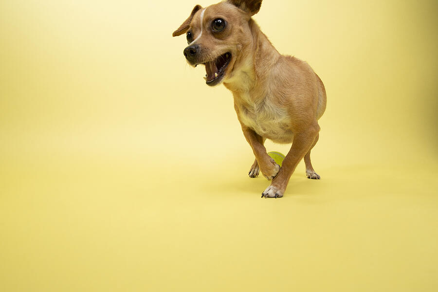 Rescue Animal - Chihuahua mix #4 Photograph by Amandafoundation.org