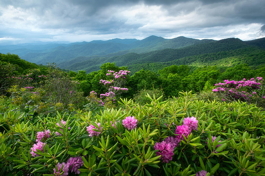 Rhododendron along the Blue Ridge Parkway Photograph by JW Photography ...