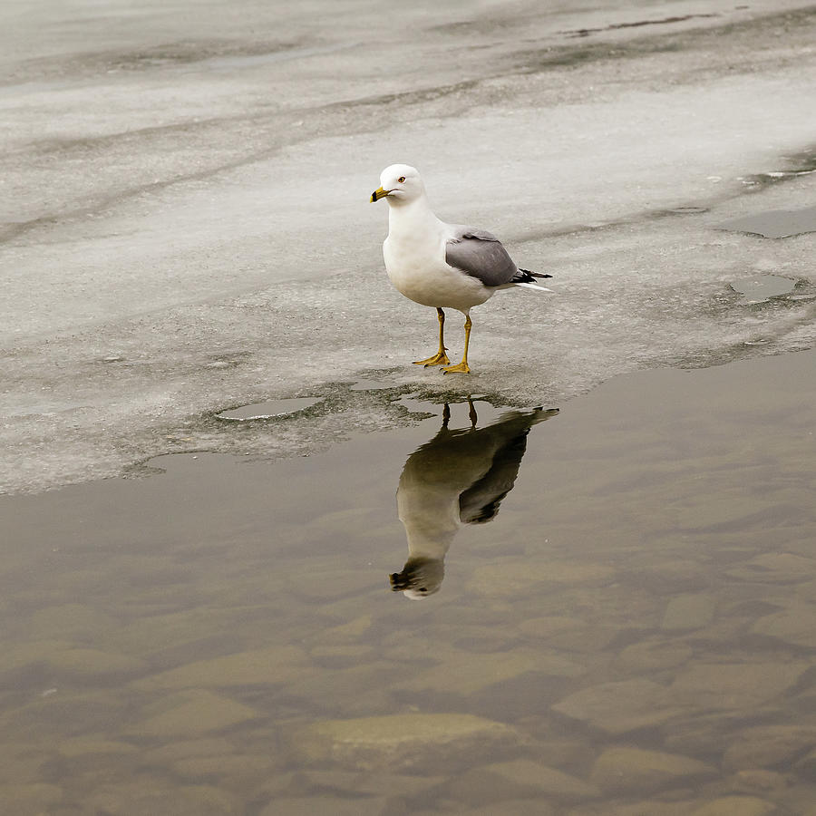 Ring-billed Gull reflection #4 Photograph by SAURAVphoto Online Store