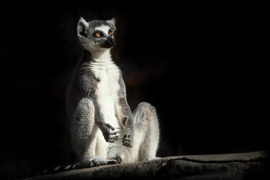 Ring-tailed Lemur In The Dark Black Background Sits As If Enga #4 ...