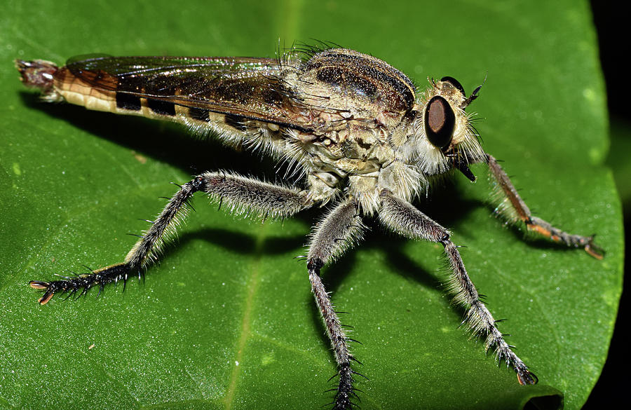 Robber Fly #4 Photograph by Larah McElroy