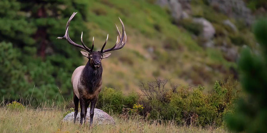 Rocky Mountain Bull Elk  #4 Photograph by Gary Langley