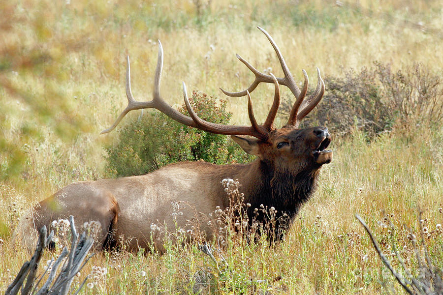 Rocky Mountain Elk Photograph By Francis And Janice Bergquist - Fine 