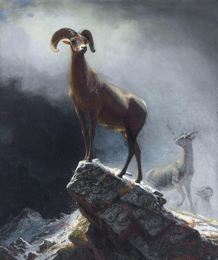 Rocky Mountain Sheep or Big Horn, Ovis, Montana #7 Painting by Albert Bierstadt