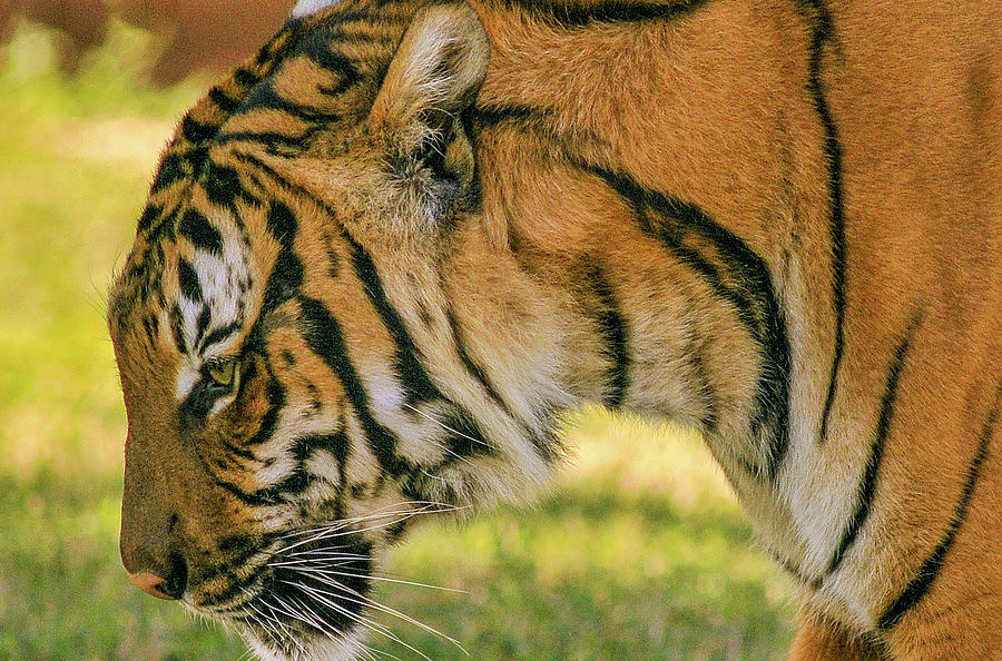 Royal Bengal Tiger #7 Photograph by Winston D Munnings